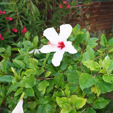 Odyssey * Свороната